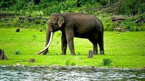 Kabini is a treat for all wilderness lovers Kabini is a treat for all wilderness lovers