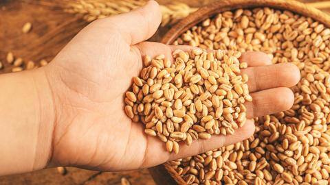 Global wheat prices surge by 6% after India's export ban Global wheat prices surge by 6% after India's export ban