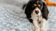 Natural remedies to keep your dog's bedding fresh
