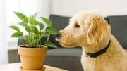 Have pets? Choose these non-toxic indoor plants