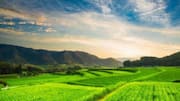 You must explore these rice paddy destinations in Africa 