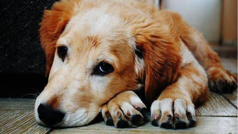 Chhattisgarh man gets son arrested for killing his pet dog Chhattisgarh man gets son arrested for killing his pet dog