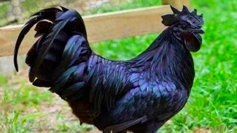Kadaknath: The black chicken that's ruling the roost in Dantewada Kadaknath: The black chicken that's ruling the roost in Dantewada
