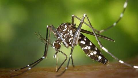 New device detects malaria in seconds, at just Rs. 10 New device detects malaria in seconds, at just Rs. 10