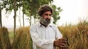 Once robust Punjab now has wasted children, anaemic men