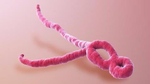 WHO declares Ebola outbreak in DR Congo, 1 killed WHO declares Ebola outbreak in DR Congo, 1 killed