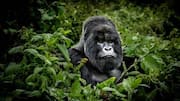Gorilla trekking: A wildlife experience like no other