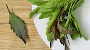 Epazote: The herb behind authentic Mexican flavor 