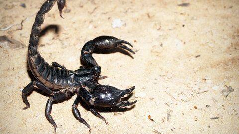 New controversy for United: Passenger stung by scorpion on flight New controversy for United: Passenger stung by scorpion on flight