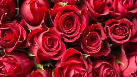 Rose market blooms on Valentine's Day Rose market blooms on Valentine's Day