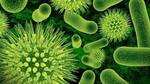The four viruses responsible for dengue