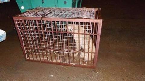 Tourists, beware of Indonesia's dog meat scam! Tourists, beware of Indonesia's dog meat scam!