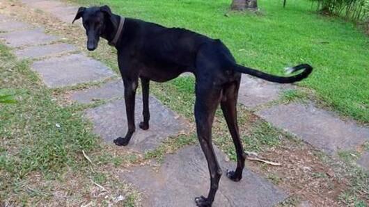 Mudhol hounds to soon join the Indian Army