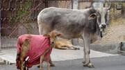 Mughalsarai: Angry mob thrashes two men for stealing cows