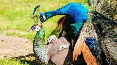 How do peacocks reproduce? Through tears, says a Rajasthan judge How do peacocks reproduce? Through tears, says a Rajasthan judge