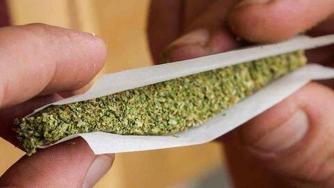 Amid push for legalization, Delhi sees 502% rise in weed-consumption Amid push for legalization, Delhi sees 502% rise in weed-consumption