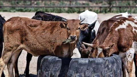 Make cow the national animal, urges Rajasthan HC Make cow the national animal, urges Rajasthan HC