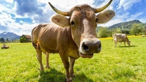 Modi's gift to Rwandan President? 200 local cows! Modi's gift to Rwandan President? 200 local cows!
