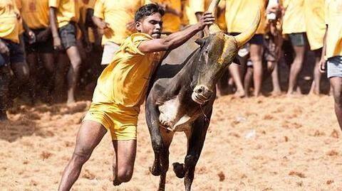 Kambala 'anthem' goes viral amid Jallikattu protests Kambala 'anthem' goes viral amid Jallikattu protests
