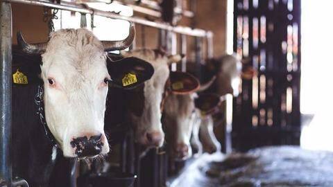 UP- Cow slaughter to be punishable under National Security Act UP- Cow slaughter to be punishable under National Security Act