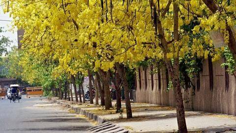 NGT stays felling of 16,000 trees in Delhi till July-19 NGT stays felling of 16,000 trees in Delhi till July-19