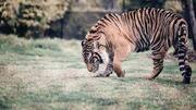 Rajasthan bringing in hi-tech system to monitor tiger population