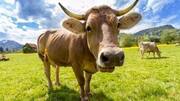 'Gau rakshaks' attack trucks carrying cows for Centre's bovine-protection program