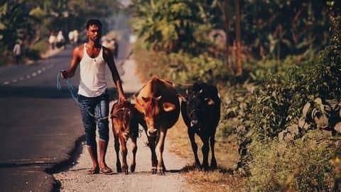 Man has 'unnatural sex' with three cows, one found dead Man has 'unnatural sex' with three cows, one found dead