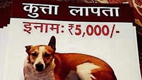 Gurugram's missing dogs ending up in momos, biryani, kebabs? Gurugram's missing dogs ending up in momos, biryani, kebabs?