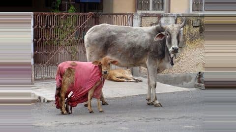 SC directs Centre, states to take action against 'cow vigilantes' SC directs Centre, states to take action against 'cow vigilantes'