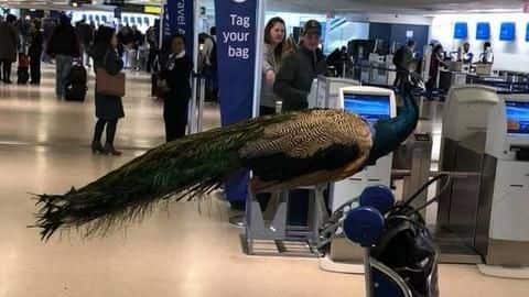 US woman wants "emotional support" peacock to fly with her US woman wants "emotional support" peacock to fly with her