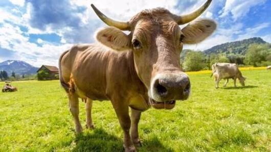 Cows might just hep the fight against HIV