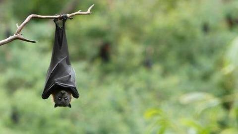 Ostracization, social media hoaxes, constant fear: The costs of Nipah Ostracization, social media hoaxes, constant fear: The costs of Nipah