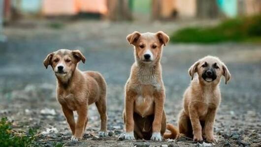 Pakistani dog to die for its crimes