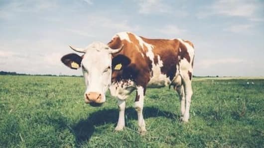 Could cow be India's new national animal?