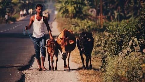 The government backtracking on cow slaughter rules?