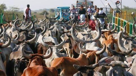 Another alleged cow vigilantism murder in Alwar Another alleged cow vigilantism murder in Alwar