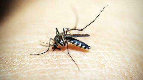 With new drug's help, India can eliminate malaria by 2030 With new drug's help, India can eliminate malaria by 2030