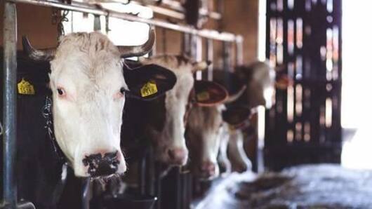 Ajmer Sharif head opposes beef consumption, triple talaq