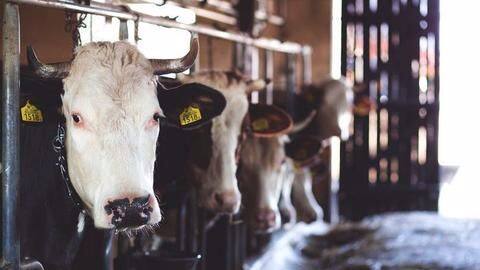 Cow protection: Gujarat passes stricter laws, enhances punishment to lifer Cow protection: Gujarat passes stricter laws, enhances punishment to lifer