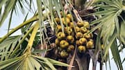 Doum palm seeds: Nutrition, benefits, and uses