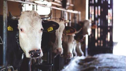 Illegal slaughterhouses, meat shops face early UP govt censure Illegal slaughterhouses, meat shops face early UP govt censure