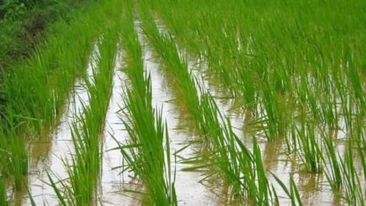 Monsoons bring optimism for Indian agriculture
