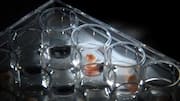 China develops world's first 3D digital embryo: Why it matters