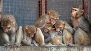 Family awaits compensation after 'monkeys steal, rain melts' ₹1cr-worth gold