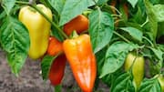 Nsukka pepper: A spice linked to heart wellness 