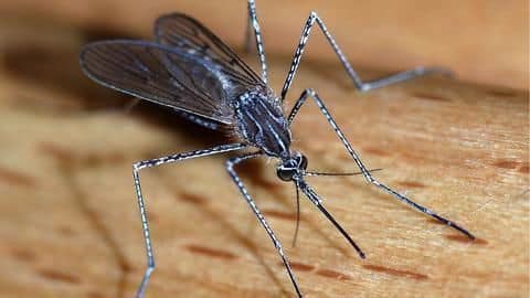 Malaria, Dengue, Chikungunya outbreak in the national capital Malaria, Dengue, Chikungunya outbreak in the national capital