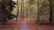 What is forest bathing? Know its potential health benefits