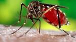 What is the 'vector-borne diseases' situation in Delhi?
