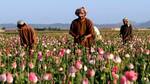 'Afghanistan is as corrupt as any other country'